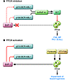 BCR-ABL1 and PP2A interplay.