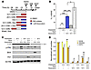 PQ enhances radioresistance in vitro.