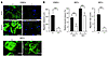 Stress fiber formation and migration of VSMCs and MEFs is Junb-dependent.