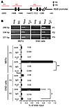 Myl9 is a Junb target gene.