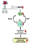 Model showing the molecular link between Junb and actomyosin-based cellular