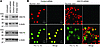 Effect of HSC70 deletion on nuclear pro–IL-16.