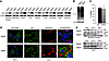 Autophagy flux analysis in WT and Atg4b–/– mouse tissues.