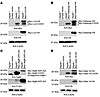 Immunoblot analysis of hydrodynamically delivered, tagged Atg4b substrates.