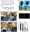 Balance dysfunction in Atg4b–/– mice reveals a new physiological role for a