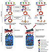 Proposed model for the otoconial defects observed in autophagy-impaired mic