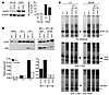 OX40 activates canonical and noncanonical NF-κB pathways in CD4+ T cells, a