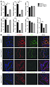 Molecular analysis of Notch and NF-κB target gene expression in KrasG12DTnf