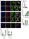 Tnf-α–induced Notch and NF-κB target gene expression in PanIN cell lines.