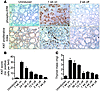 Reversible MAPK activation and cell proliferation in dox-treated Tg-rtTA/te