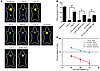 Recovery of thyroidal incorporation of 124I-iodide in vivo in response to t