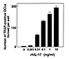 OCL formation in cocultures of mouse bone marrow cells and osteoblasts in t