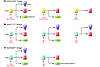 Role of Hnf1β and Sox9 in pancreatic ductal lineage specification.