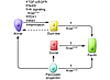 ADM and PanIN — roles of potential pathways.