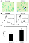 HM3.30 treatment induces erythropoiesis in peripheral blood.