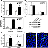 HM3.30-induced Epo production is associated with NO and HIF-1α upregulation