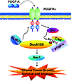 Working model of PDGFRα/Src/Dock180/CrkII/p130Cas/Rac1 signaling in glioma