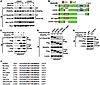 PDGF-A stimulation of PDGFRα induces p-Y of Dock180Y1811.