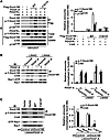 p-Y of Dock180Y1811 regulates PDGFRα-stimulated recruitment of CrkII and p1