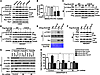 Src mediates PDGFRα stimulation of p-Y of Dock180Y1811, activation of Rac1,