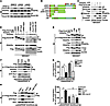 PDGF-A–induced association of Dock180 with PDGFRα is required for PDGFRα-pr