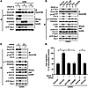 Inhibition of p-Dock180Y1811 by inhibitors of PDGFRα or Src, or by Dock180