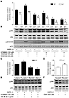 Mitochondrial fatty acid oxidation and β1-specific activation of AMPK suppr