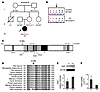 AD TRIF deficiency in P2.