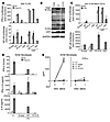 Molecular characterization of the R141X AR TRIF mutation.