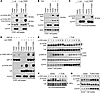 Lck and Fyn but not ZAP-70 can serve as TCPTP substrates.