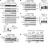 Ptpn2 deletion enhances TCR signaling.