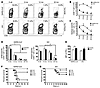 Age-dependent decreases in virus-specific CD8 T cell responses in lungs of