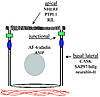 Schematic diagram of a vertebrate polarized epithelial cell, showing the di