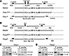 Tmc1Δ and Tmc2Δ mice.