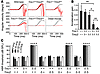 Tmc1Δ and Tmc2Δ hearing and balance phenotype.