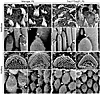 Hair bundle phenotype of Tmc1Δ/Δ and Tmc2Δ/Δ mice.