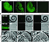 Tmc1Δ and Tmc2Δ hair cell uptake of FM1-43.