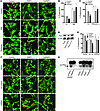 PKA activation mediates OxPAPC-associated cell spread and inhibition of pha