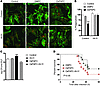 OxPL-induced inhibition of phagocytosis requires anchoring of PKA in vivo a