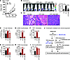 10B6 blocks ETP-mediated stromal expansion in vivo.