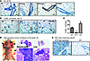 Transgenic mice expressing ETP under the MMTV promoter.