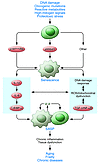 A number of inducers can act alone or in combination to push cells into the