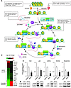 Suppression of RNA Pol II–dependent transcription by E. coli 83972.