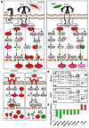 Pathogen-specific signaling in infected A498 cells.