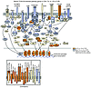 TCR/CD3 pathway gene expression in CD4+ TIL.