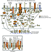 TCR/CD3 pathway gene expression in CD4+ TIL.