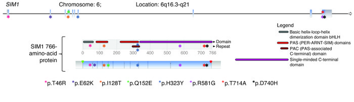 Location of the 8 SIM1 rare substitutions.
 
At the top are shown the su...