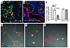 During repair after bleomycin, SCGB1A1 lineage–labeled cells account for mo