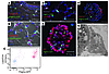 Recapitulating the AEC2 stem cell niche.