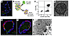 Human AEC2s form self-renewing colonies in 3D organoid culture.